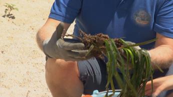 Lanciata da Coop ‘Foresta Blu’, nuova campagna per protezione praterie di Posidonia