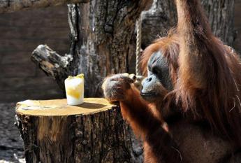 L’orango si cura da solo, la prima scimmia che fa automedicazione