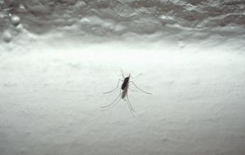 Andreoni: “750mila decessi l’anno al mondo per malattie trasmesse da zanzare”