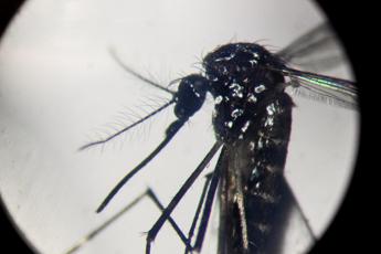 Dengue, Iss: in Italia 259 casi da inizio anno, tutti importati