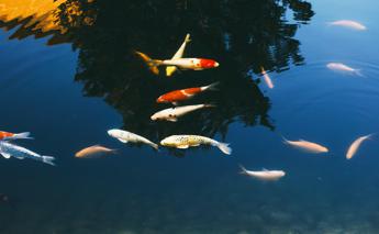 Pesci ‘sballati’ e malati d’ansia: l’effetto dei farmaci in fiumi e laghi