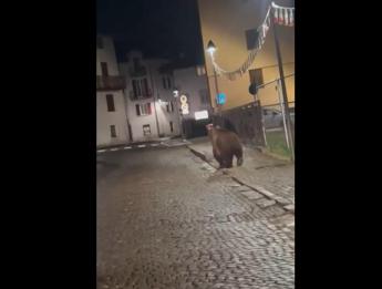 Trento, l’orso si aggira per Malè dopo la festa della scuola – Video