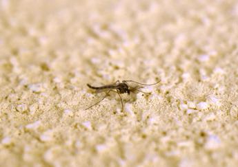 Zanzara giapponese in Italia, l’esperto: “Diffusa al Nord, se punge grossi pomfi”